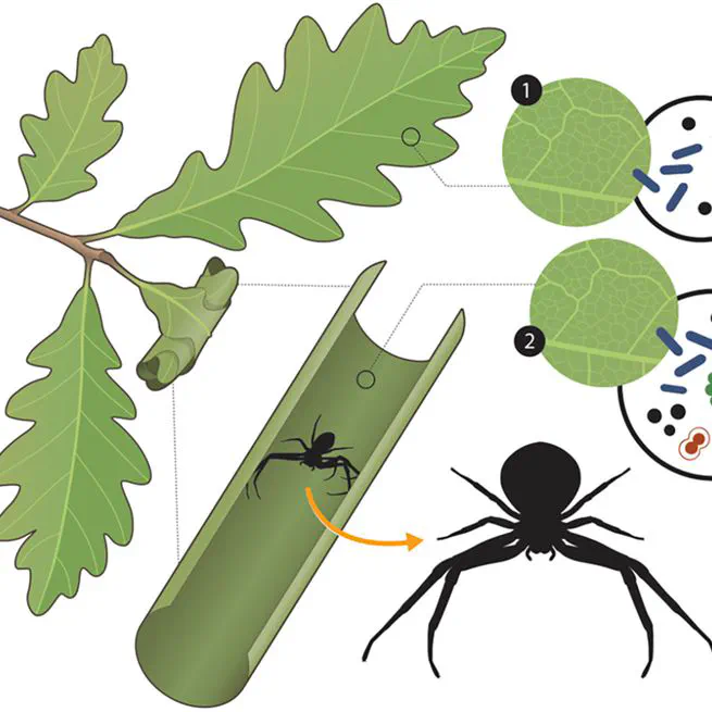 Leaf Shelters Facilitate the Colonisation of Arthropods and Enhance Microbial Diversity on Plants